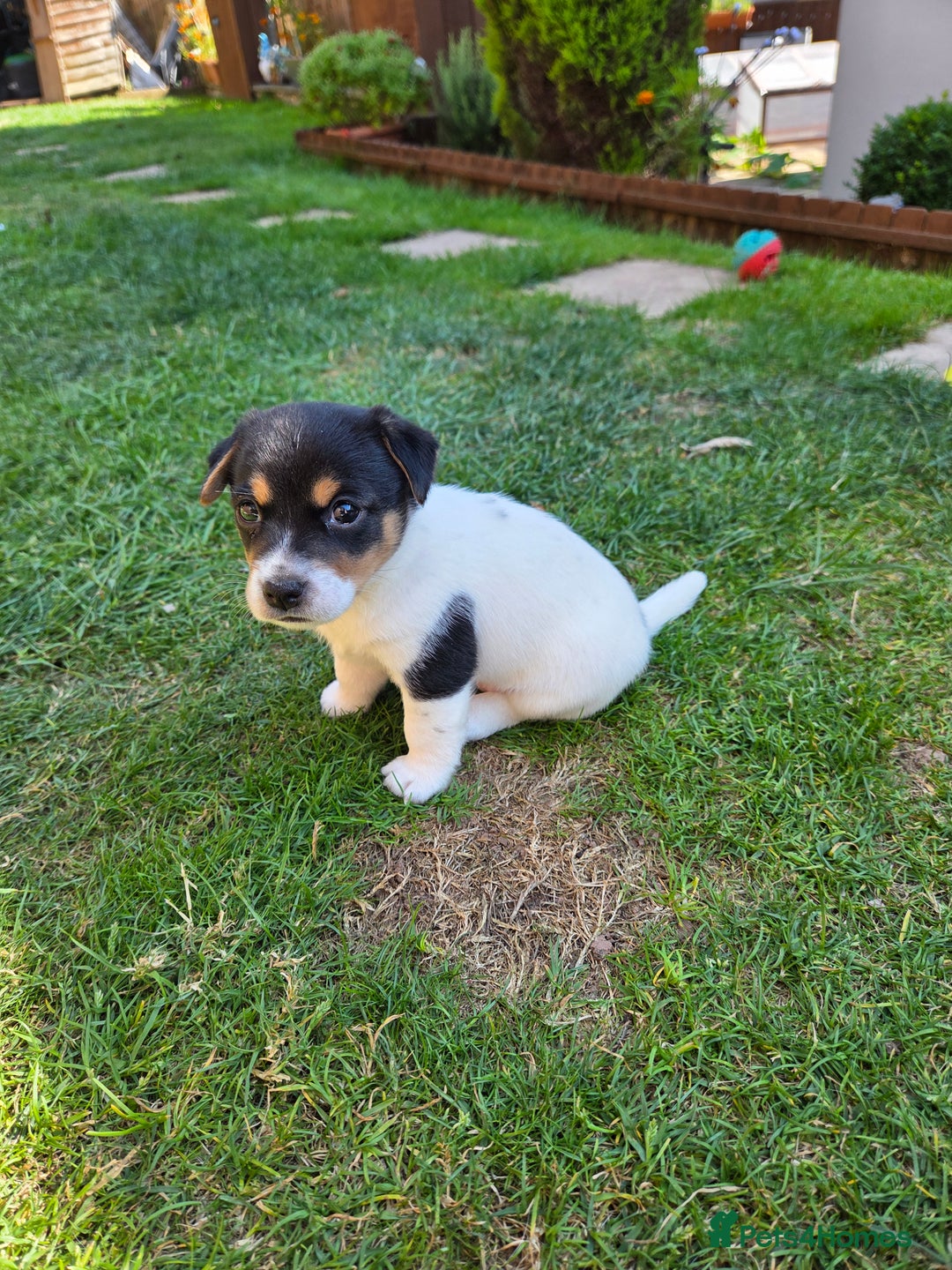 Jack Russell dogs for sale: Tricolour short legs Jack Russell  - Image 10