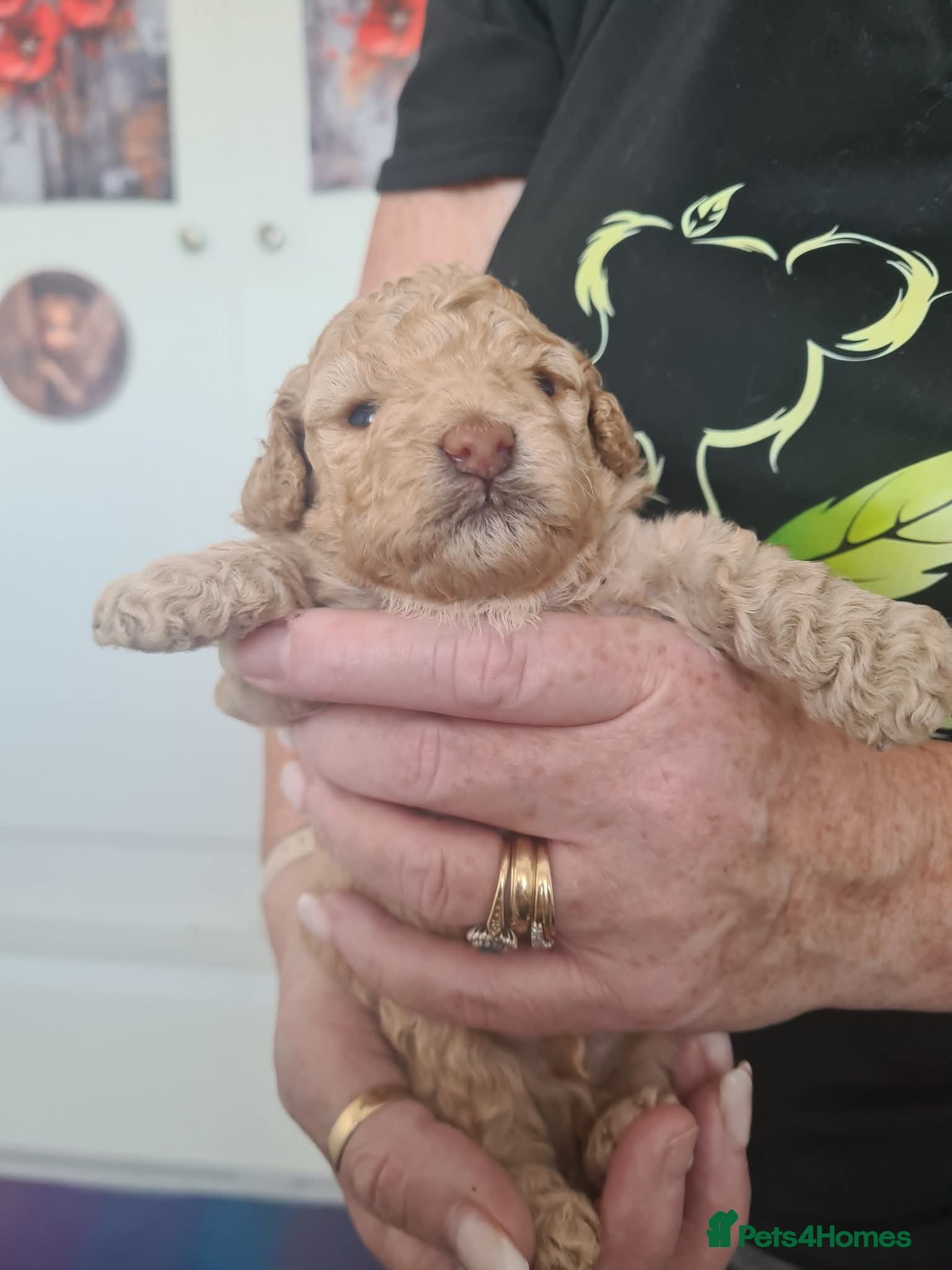 Poochon dogs Wow beautiful poochons - Advert 2