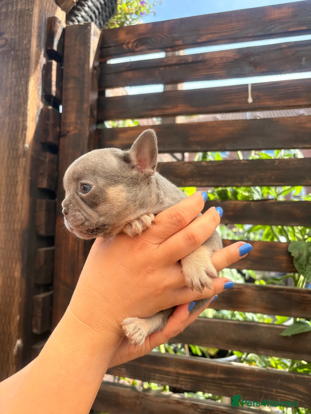 French Bulldog dogs for sale: Gorgeous French girls available  - Advert 2