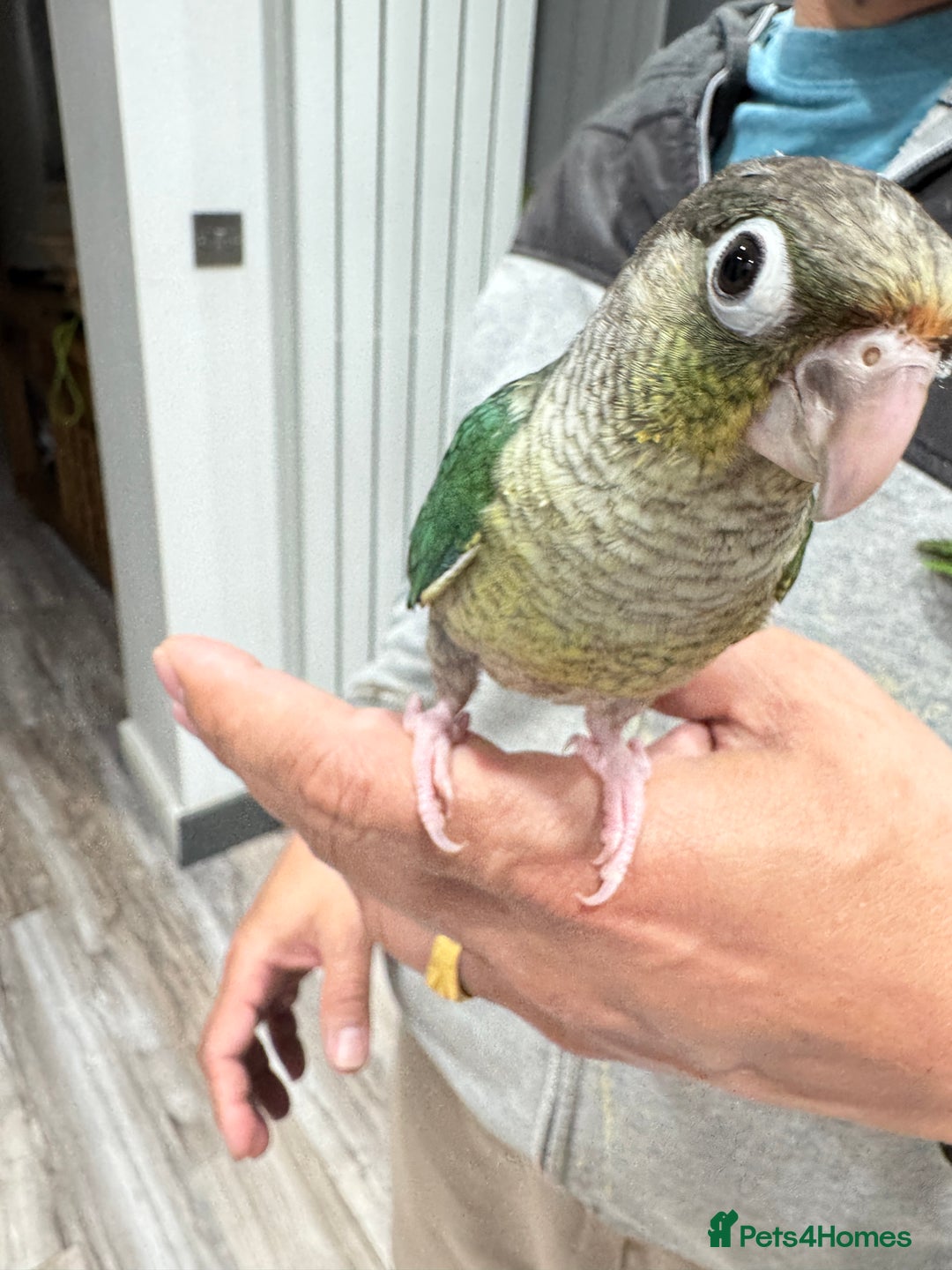 Lorikeets birds for sale: Hand fed baby conures for sale rare breed - Image 16
