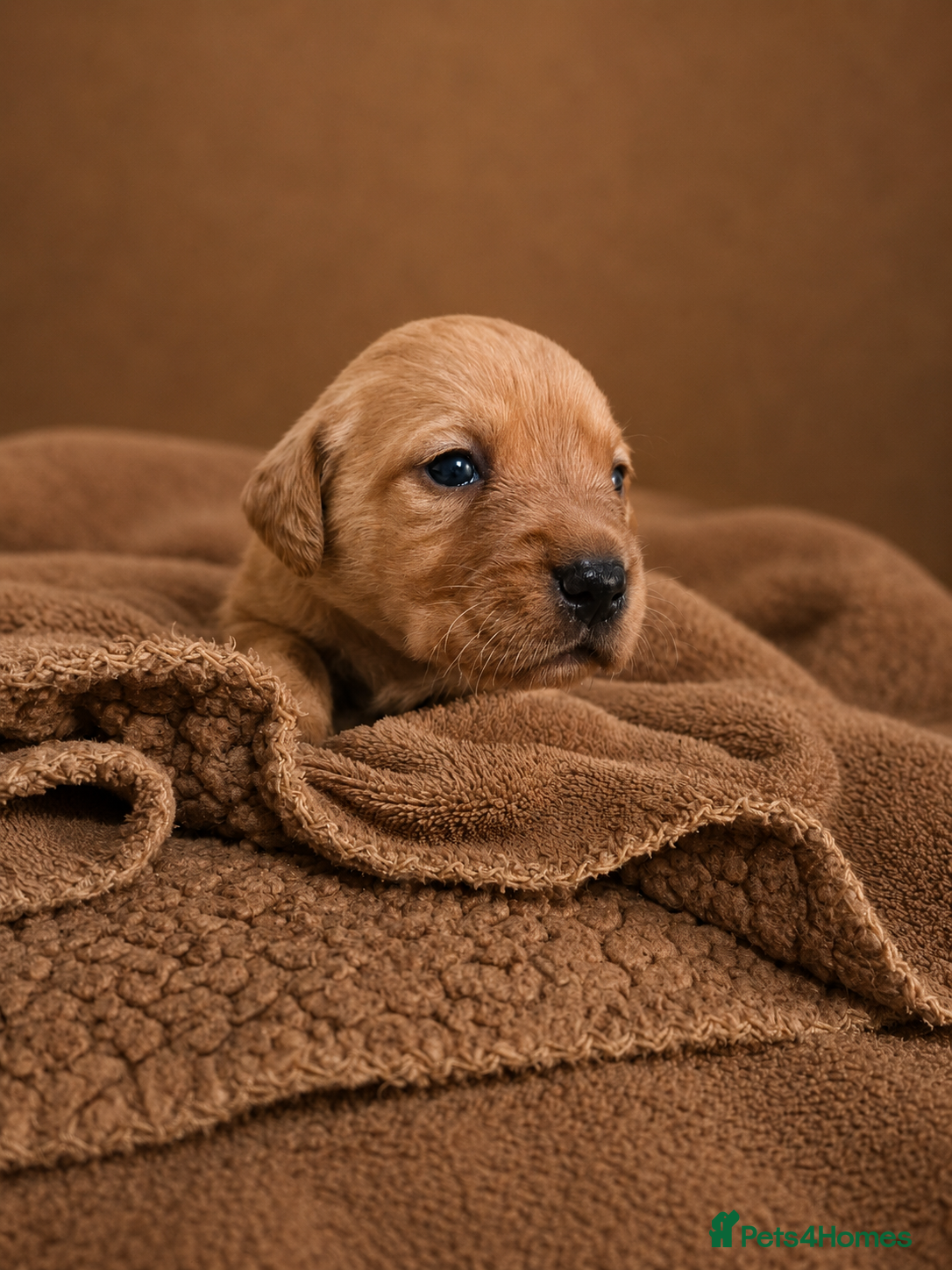 Labrador Retriever dogs Red/ Dark yellow Labrador retriever Puppies  - Advert 1