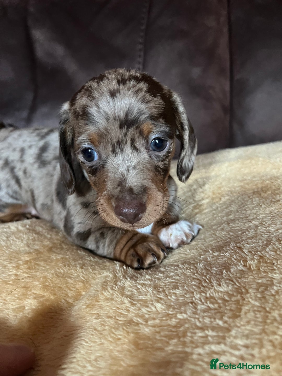 Miniature Dachshund dogs for sale: Miniature Dachshund  - Advert 26