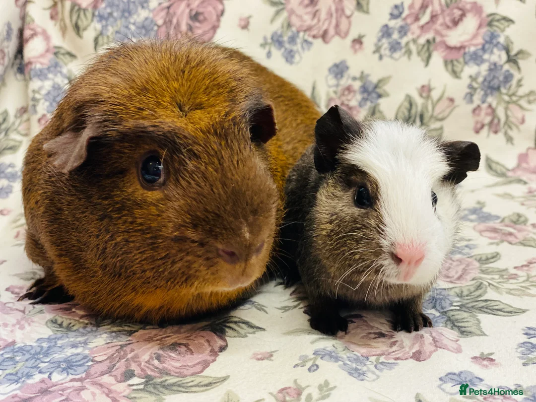 Guinea Pig rodents for sale: Pretty mix of male guineapig babies and youngsters - Advert 3
