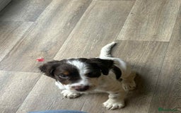 Cocker Spaniel dogs for sale: Cocker spaniel pup - Image 1