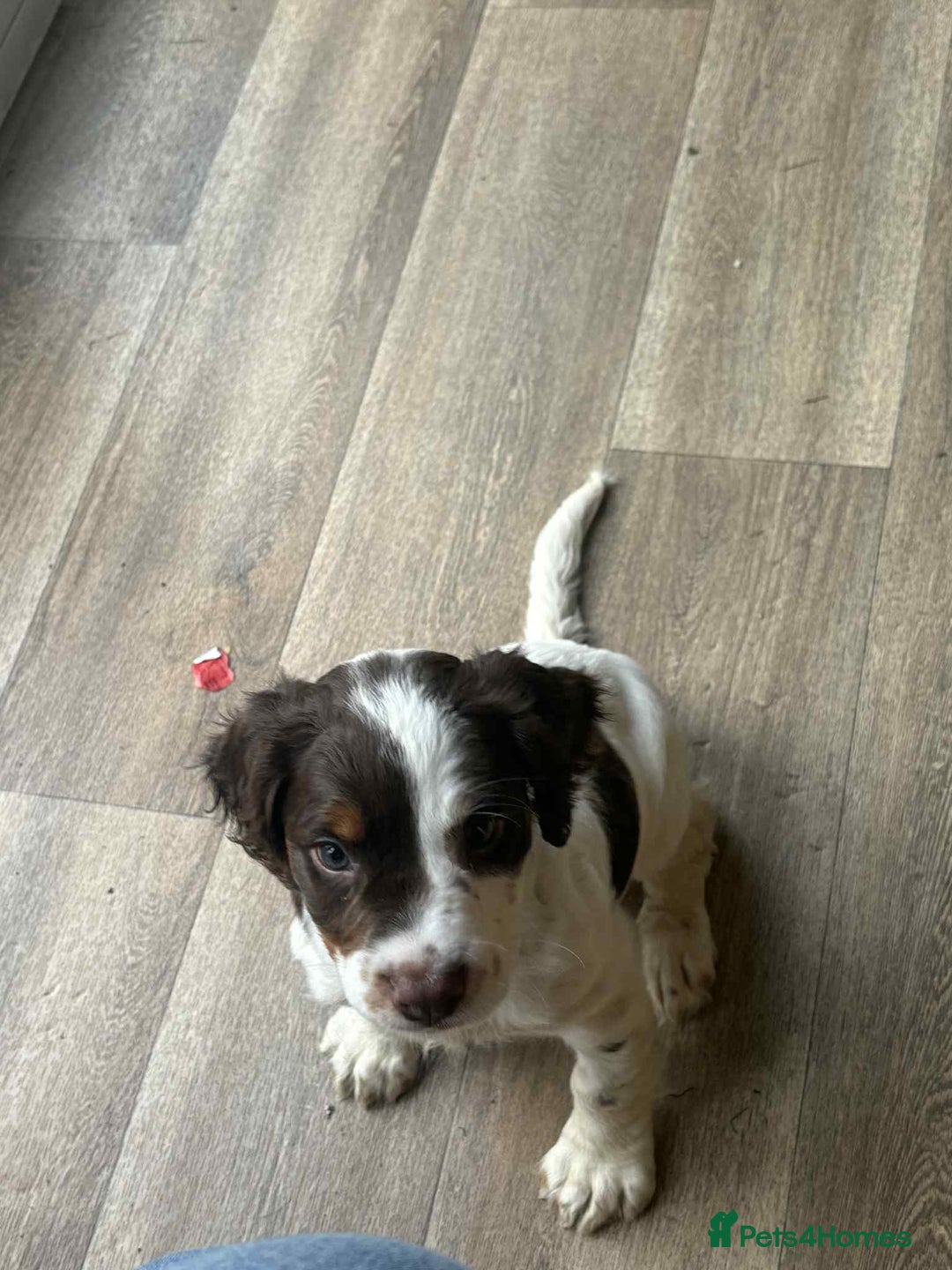 Cocker Spaniel dogs for sale: Cocker spaniel pup - Image 1