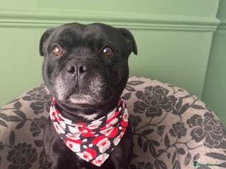 Staffordshire Bull Terrier dogs Male staffy black age 5 - Advert 5