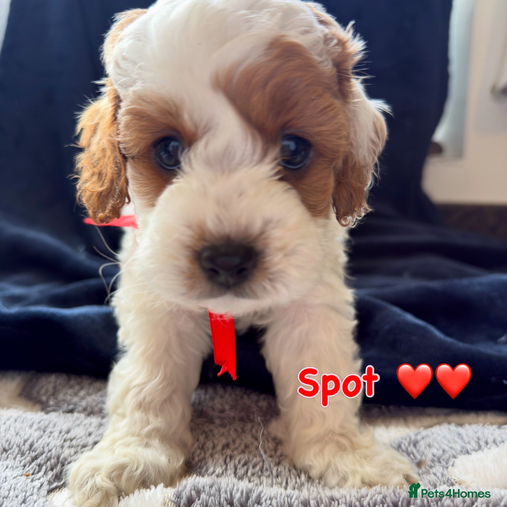 Cavapoo dogs Available TODAY ❤️ F1b Cavapoo Puppies  - Advert 2