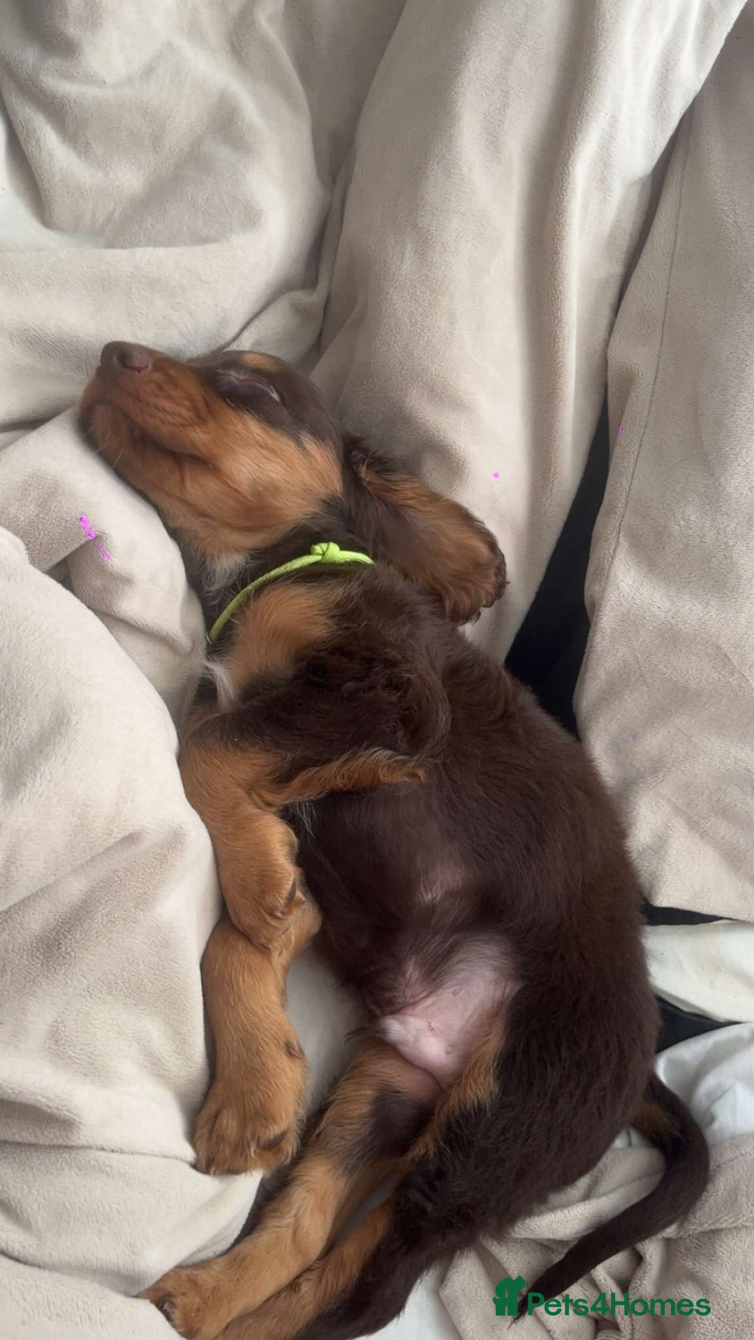 Mixed Breed dogs for sale: Cockerpoo - Image 4