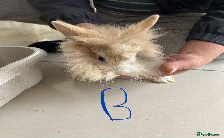 Lionhead rabbits Lionhead  - Advert 3