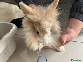 Lionhead rabbits Lionhead - Advert 1