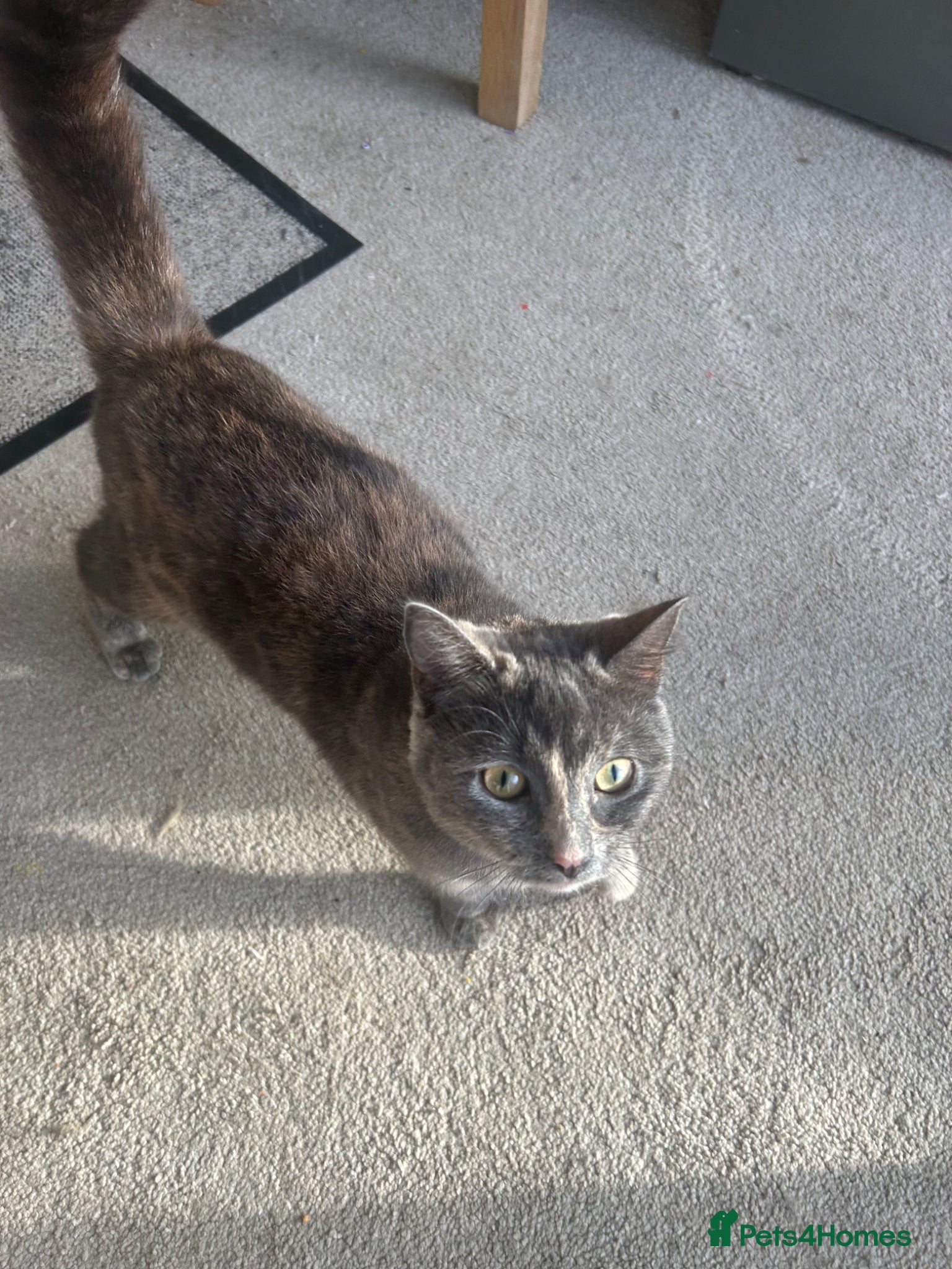 Mixed Breed cats Kitten for sale - Advert 3