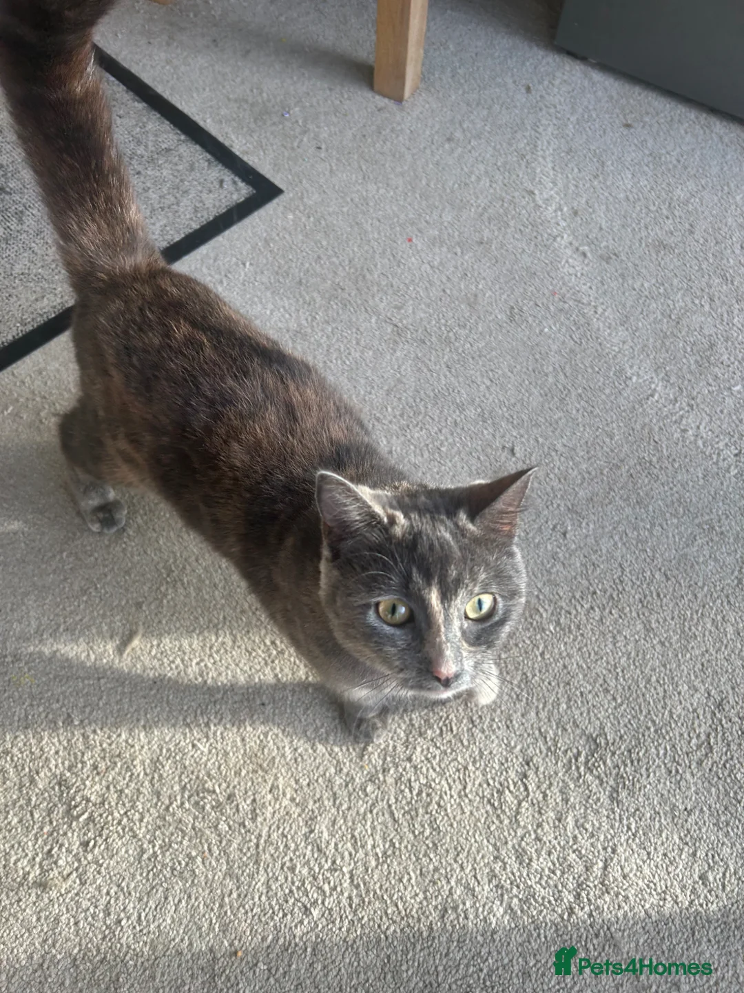 Mixed Breed cats for sale: Kitten for sale - Advert 1