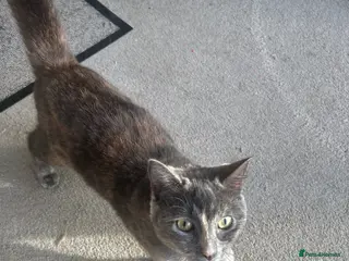 Mixed Breed cats Kitten for sale - Advert 1