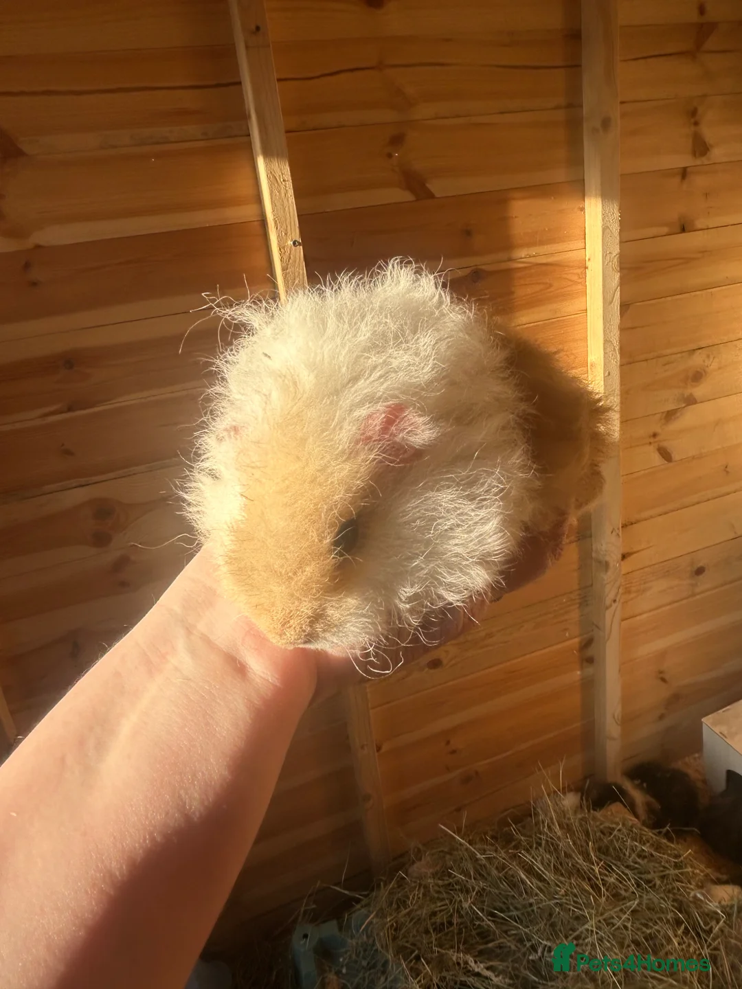 Guinea Pig rodents for sale: Longhair guineapigs  - Advert 1