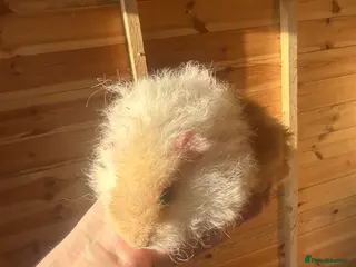 Guinea Pig rodents Longhair guineapigs - Advert 17