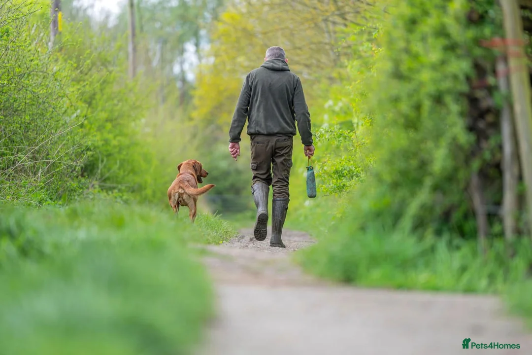 Labrador Retriever dogs for stud: Kc Regestered fully health tested labrador stud in Newark - Advert 4