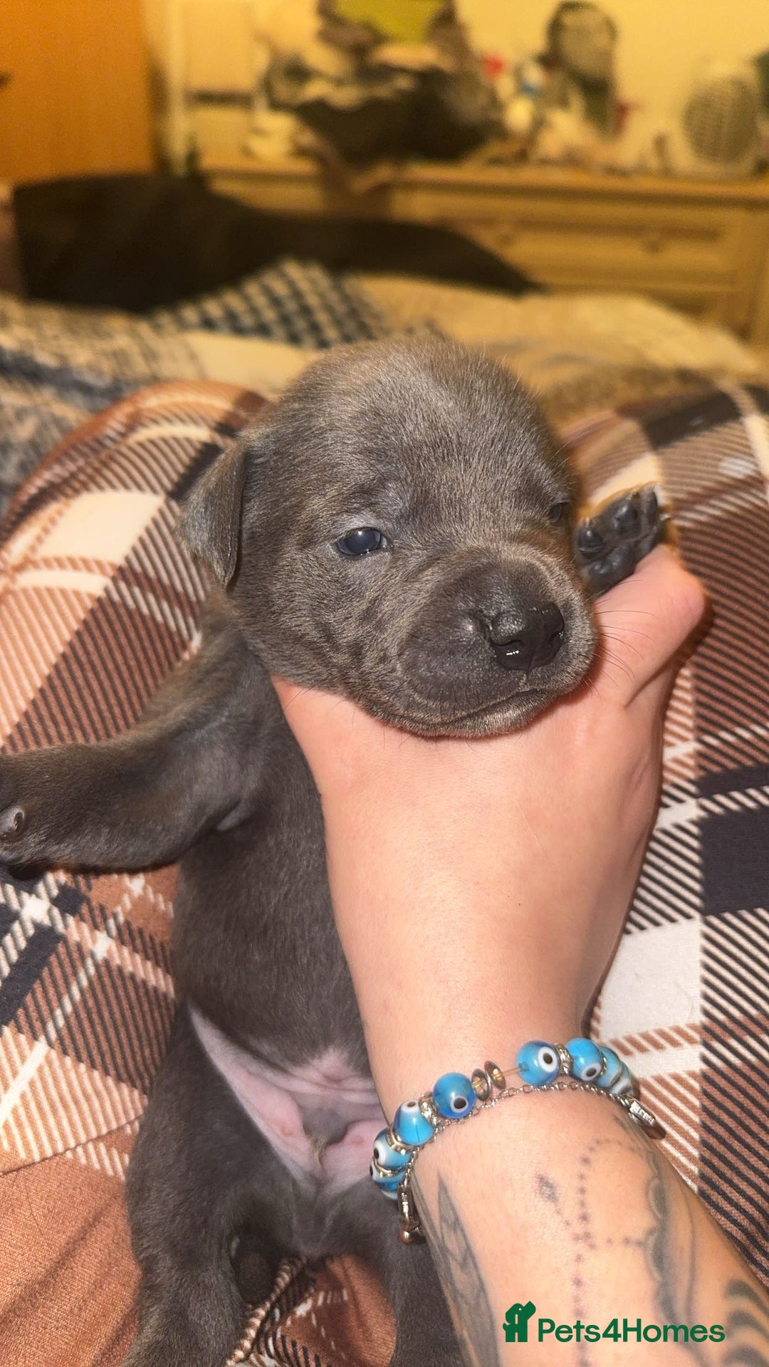 Staffordshire Bull Terrier dogs for sale: Gorgeous staffy puppies  - Advert 9