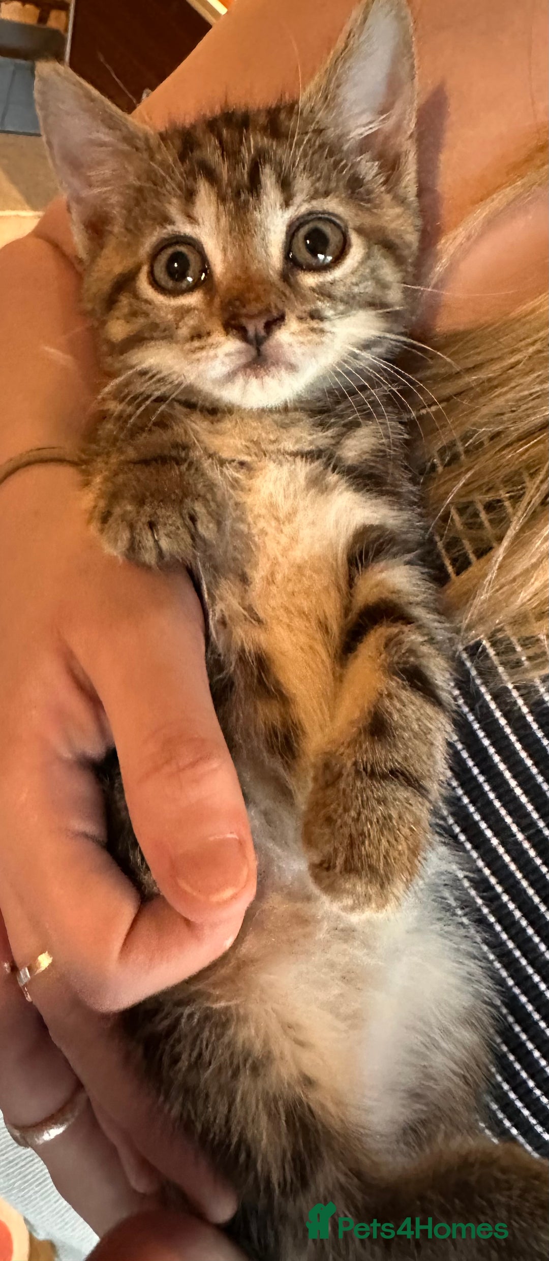 Domestic Shorthair cats for sale: *both pending collection* X2 female tabby kittens  - Image 6