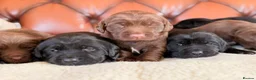 Cockerdor dogs for sale: Strong Chunky Cockerdor Puppies - Advert 7