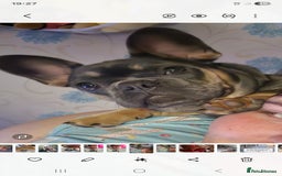 French Bulldog dogs for sale: Two female french bulldogs for sale - Image 4