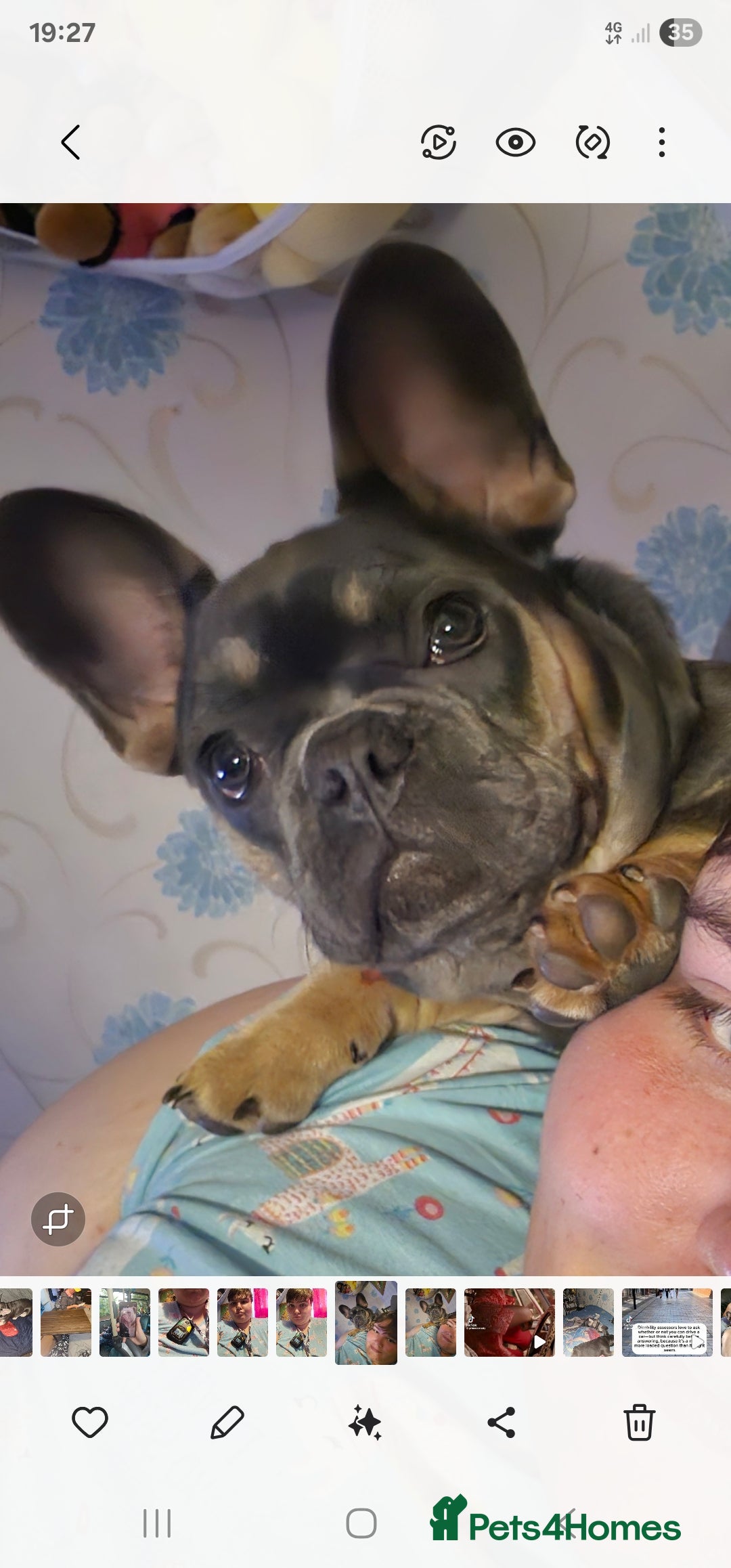 French Bulldog dogs for sale: Two female french bulldogs for sale - Image 4