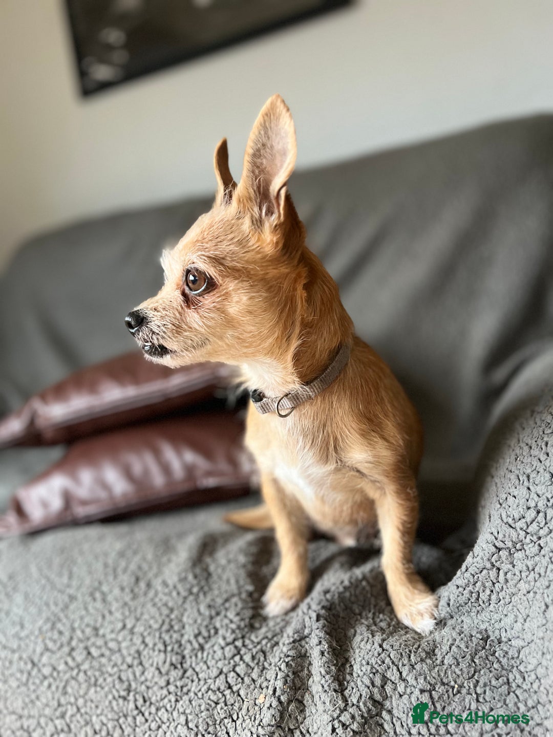 Chiweenie dogs for sale: Chiweenie  - Advert 2