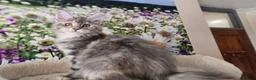 Maine Coon cats for sale: Perfect Polydactyl Maine Coon  - Advert 8