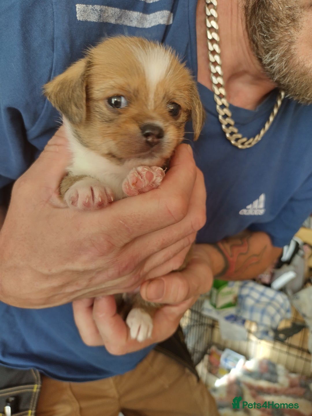 Mixed Breed dogs for sale: Chihuahua/lhaso apso pups long haired - Image 9