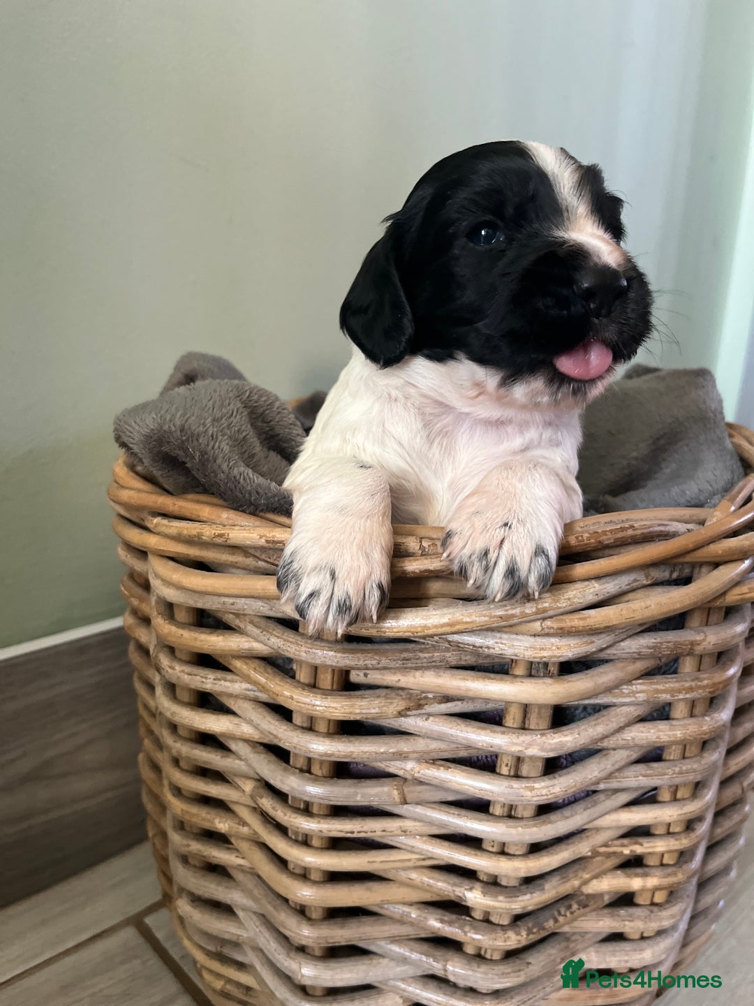 Sprocker dogs for sale: Sprockers  - Image 5