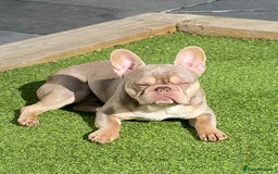 French Bulldog dogs for stud: Now FBCE GOLD! x OFFER- Fertility package inc in Matlock - Image 2