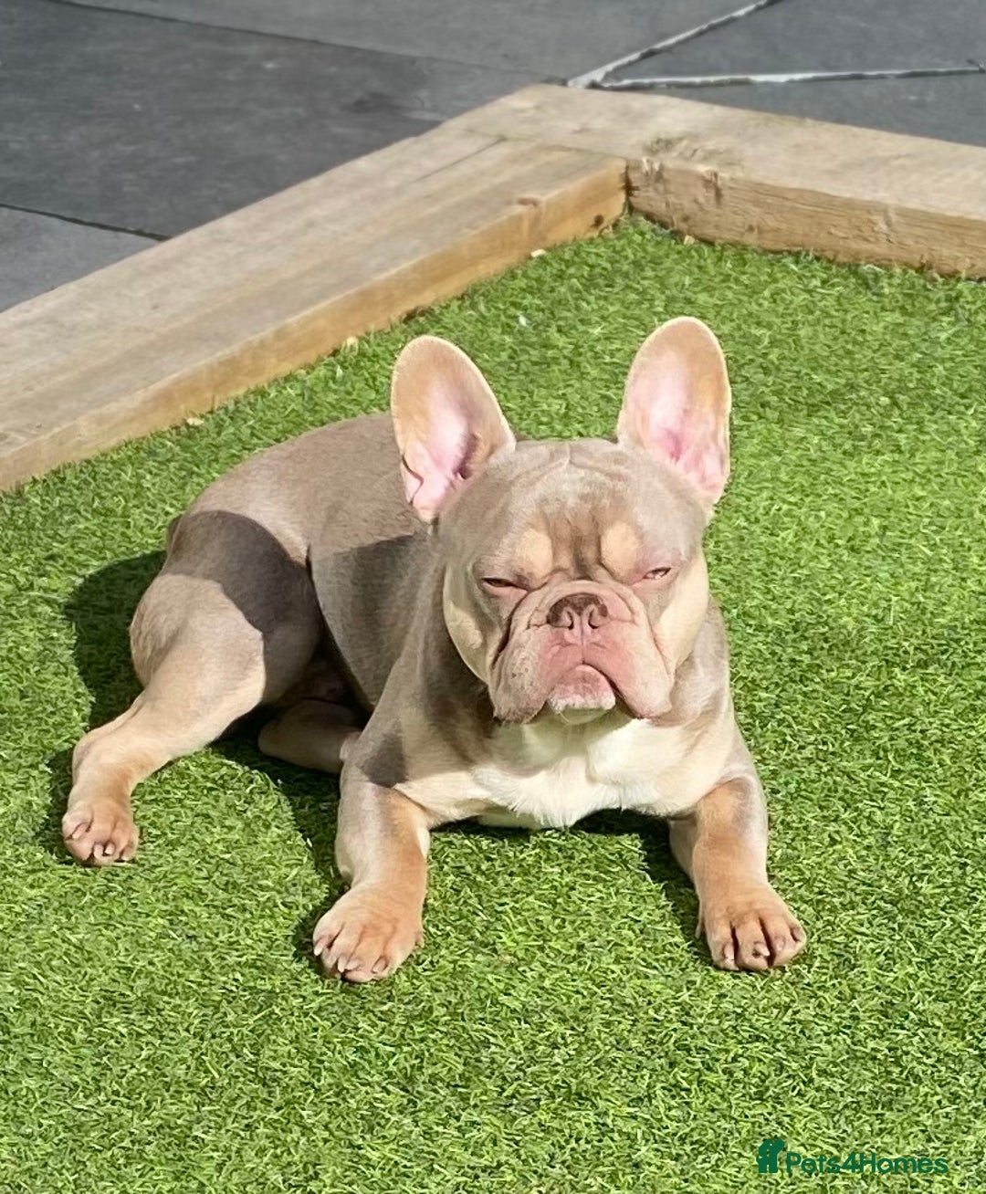 French Bulldog dogs for stud: Now FBCE GOLD! x OFFER- Fertility package inc in Matlock - Image 2
