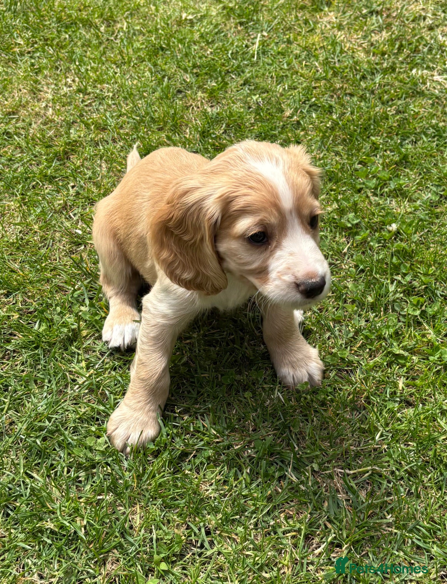Cocker Spaniel dogs KC Working Cocker Spaniels - Advert 3