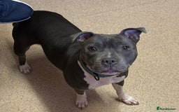 Staffordshire Bull Terrier dogs for stud: Stud wanted for my Female staff - Image 2