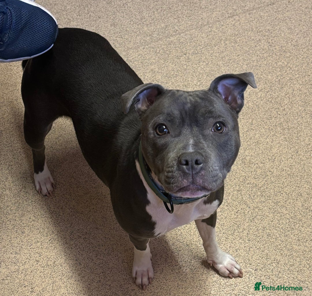 Staffordshire Bull Terrier dogs for stud: Stud wanted for my Female staff - Image 2