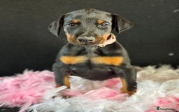 Dobermann dogs for sale: Welcoming the Disco Dobermans litter  - Image 4