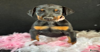 Dobermann dogs - Advert 11