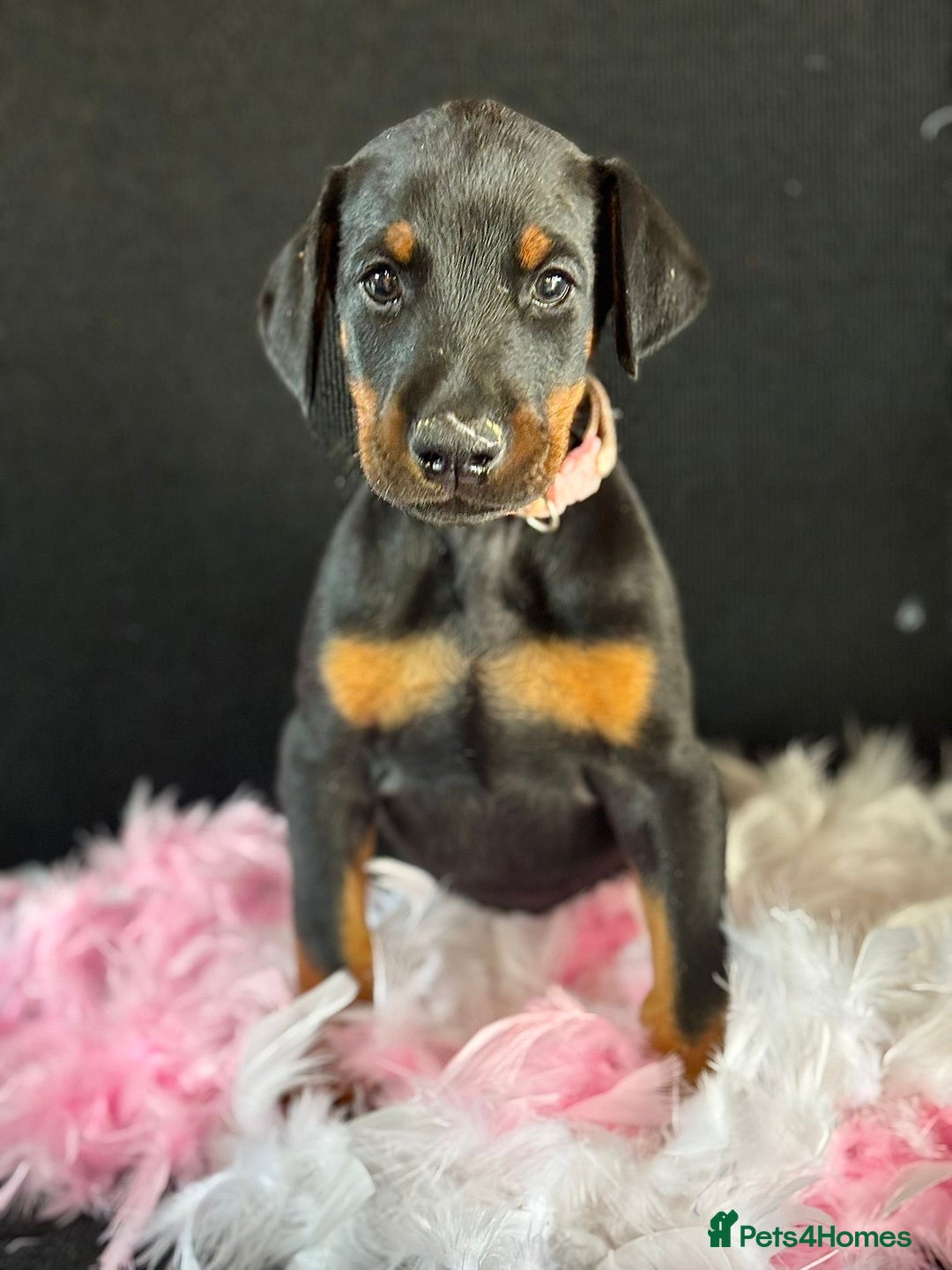 Dobermann dogs for sale: Welcoming the Disco Dobermans litter  - Image 4
