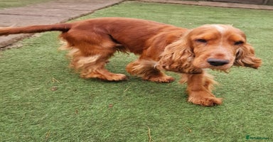 Cocker Spaniel dogs in Newport - Advert 16