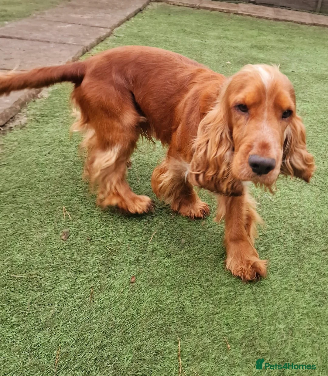 Cocker Spaniel dogs for stud: Stunning KC reg Show Cocker Spaniel for stud in Newport - Advert 3