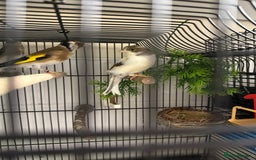 Finches birds for sale:  Pair lovely Goldfinches And a male goldfinch mule - Image 1
