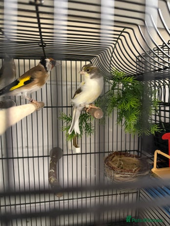 Finches birds - Advert 3