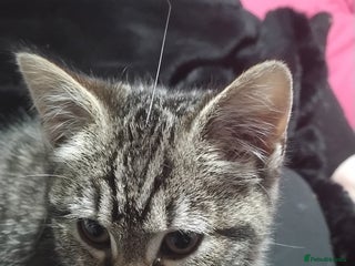 Domestic Shorthair cats This is pippin - Advert 1