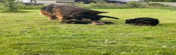 German Shepherd dogs for sale: Gorgeous female long coat German Shepherd  - Advert 6