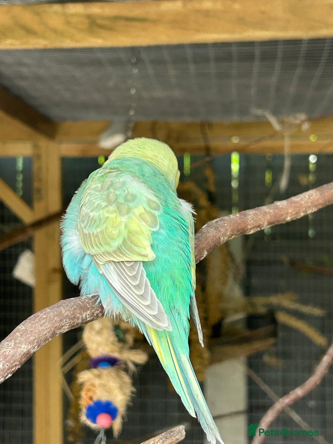 Budgerigars birds for sale: BEAUTIFUL BABY BUDGIES FOR SALE - Image 7