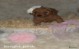 Cavapoo dogs for sale: Cavapoo f1b - Image 9