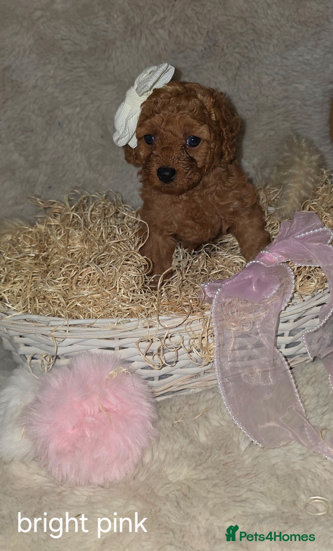 Cavapoo dogs for sale: Cavapoo f1b - Image 9