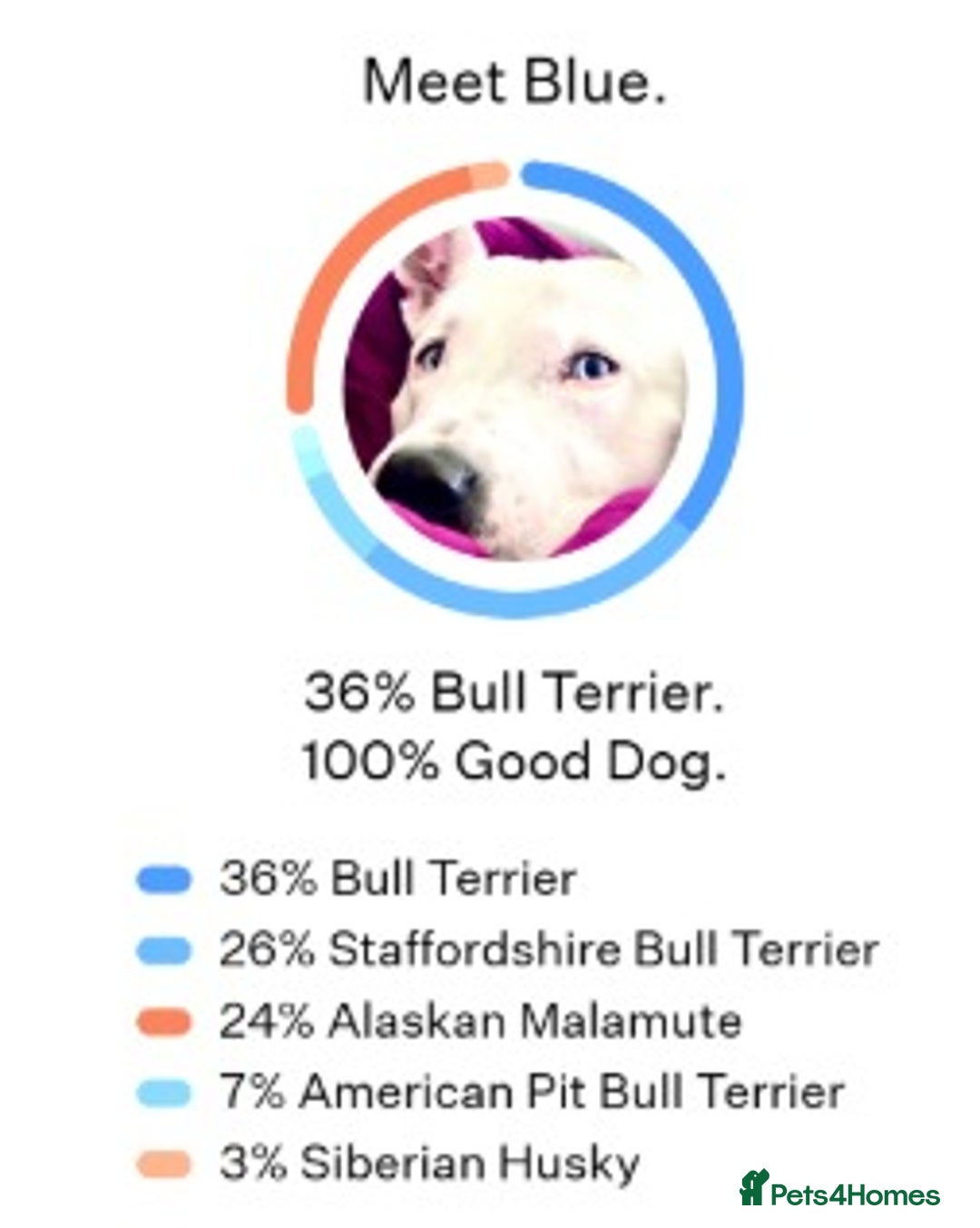 Mixed Breed dogs for sale: Beautiful Dog - Advert 4