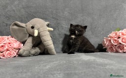 Mixed Breed cats for sale: Ragdoll mixed kittens Grey. Tabby. Speckled. Black - Advert 19