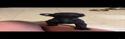 French Bulldog dogs for sale: 3 Beautiful French Bulldog Males  - Advert 11