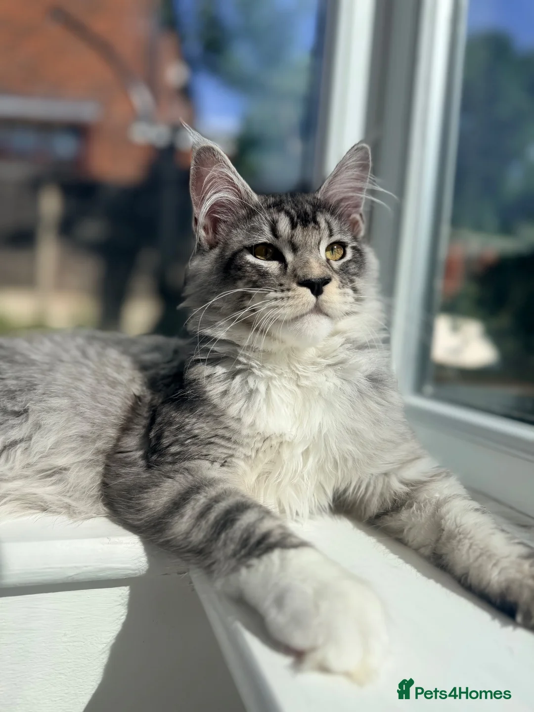 Maine Coon cats for sale: 3 stunning TICA Boys - Advert 2